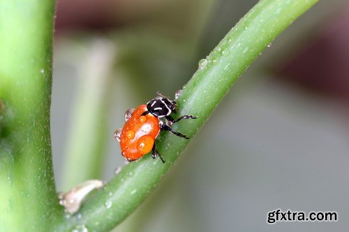 Ladybug, 20 x UHQ JPEG