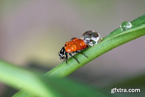 Ladybug, 20 x UHQ JPEG