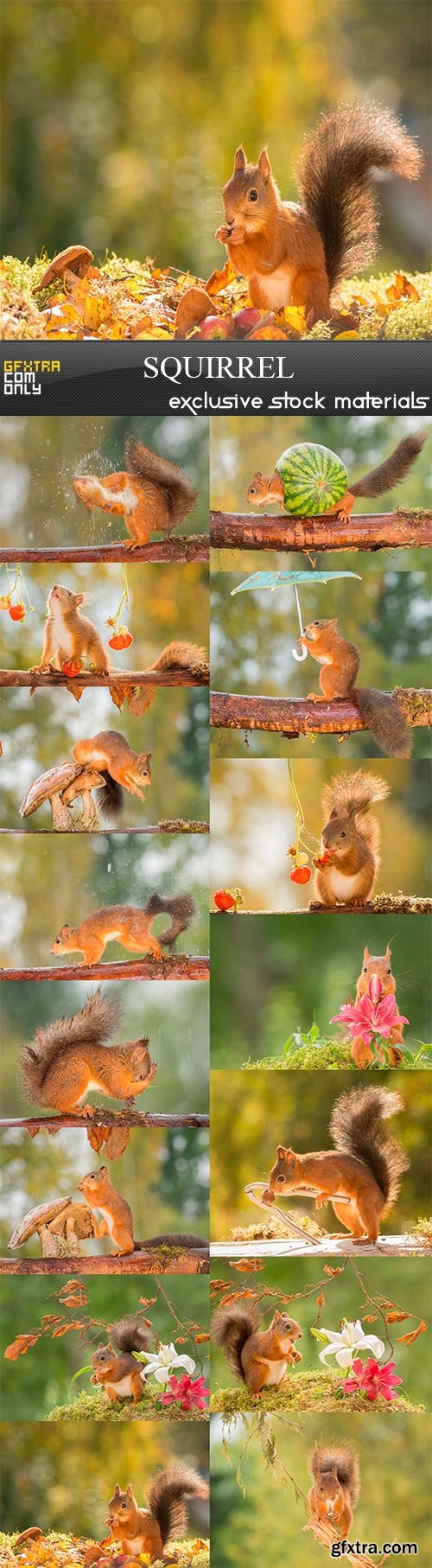 Squirrel, 15 x UHQ JPEG