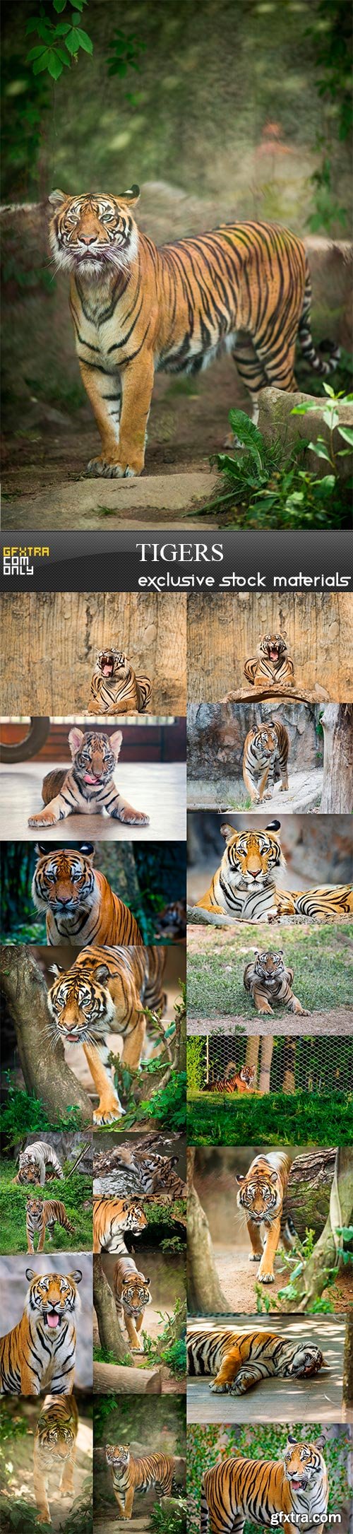 Tigers, 20 x UHQ JPEG