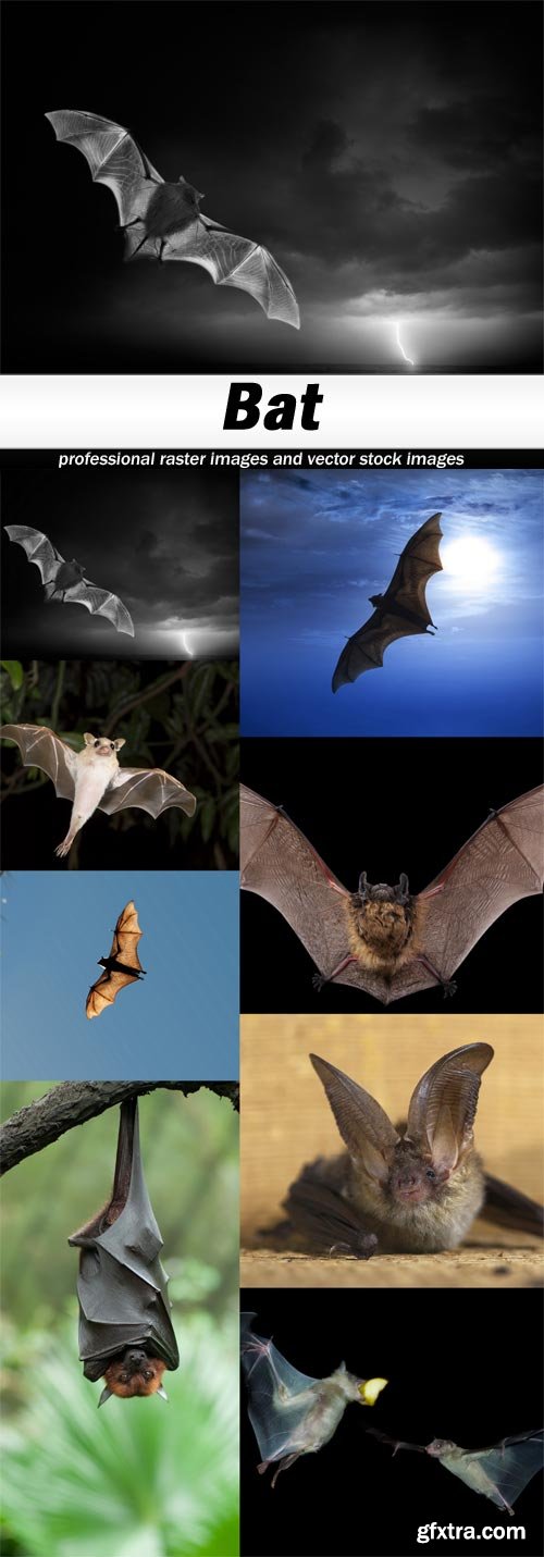 Bat