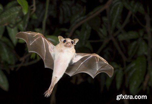 Bat