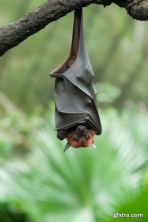 Bat