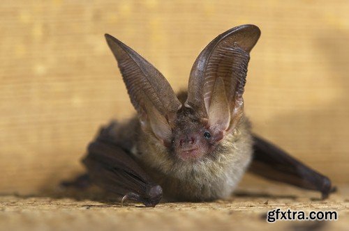 Bat