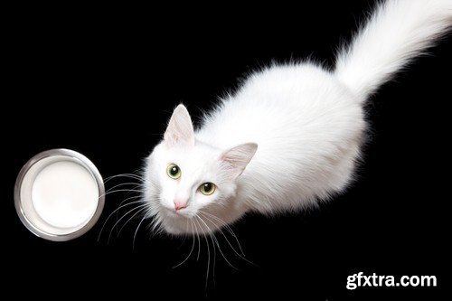 Cat and milk