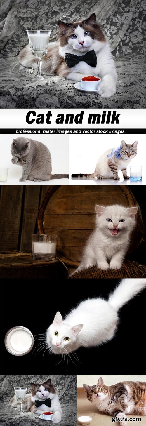 Cat and milk