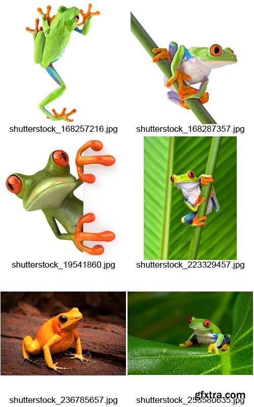 Amazing SS - Frogs, 25xJPGs