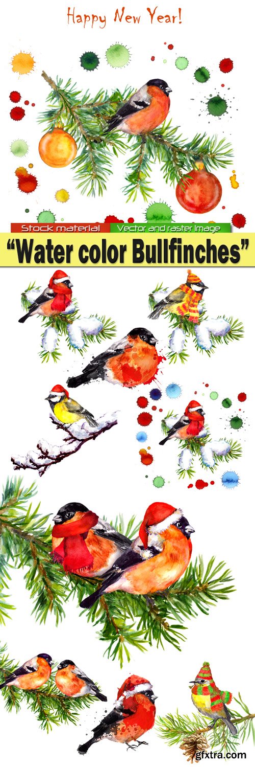 Water color Bullfinches