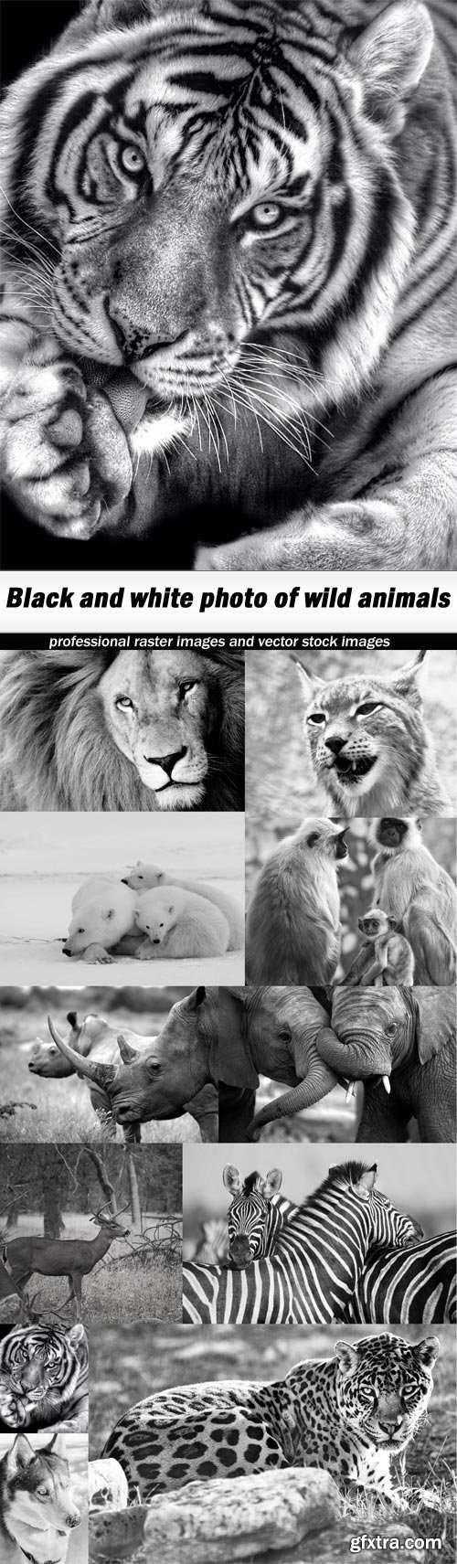 Black and white photo of wild animals