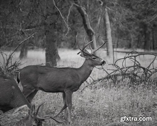 Black and white photo of wild animals