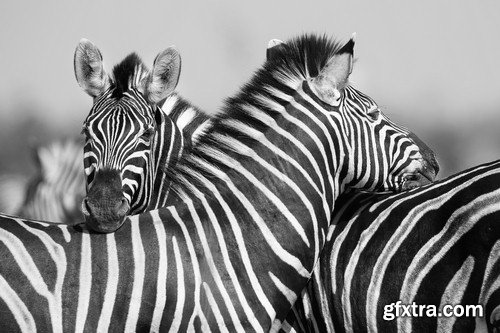 Black and white photo of wild animals