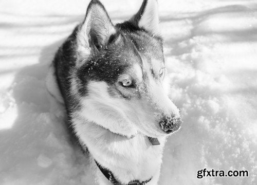 Black and white photo of wild animals