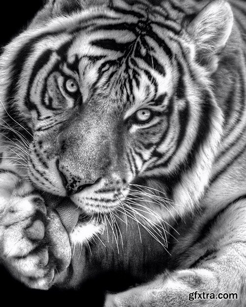 Black and white photo of wild animals