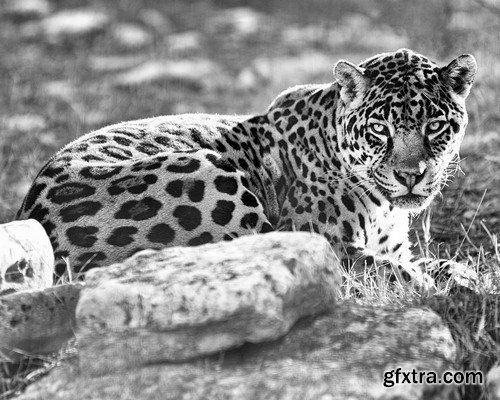 Black and white photo of wild animals