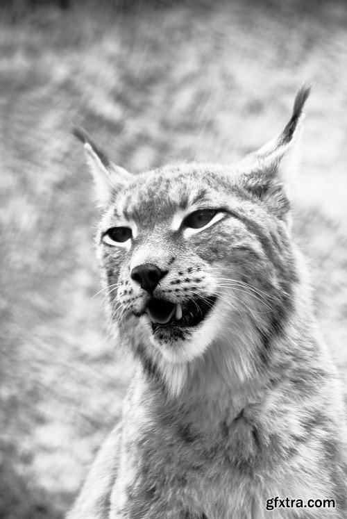 Black and white photo of wild animals