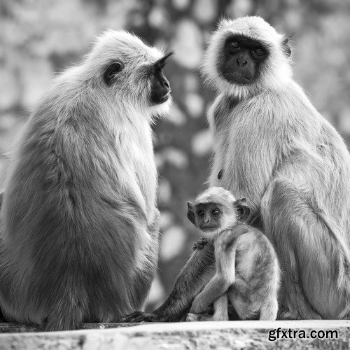 Black and white photo of wild animals