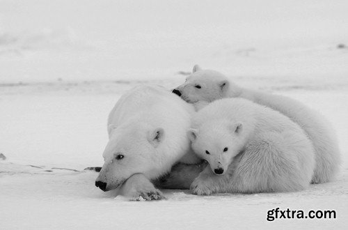 Black and white photo of wild animals