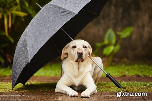 Collection of deluge downpour rain autumn walk through a puddle autumn weather 25 HQ Jpeg