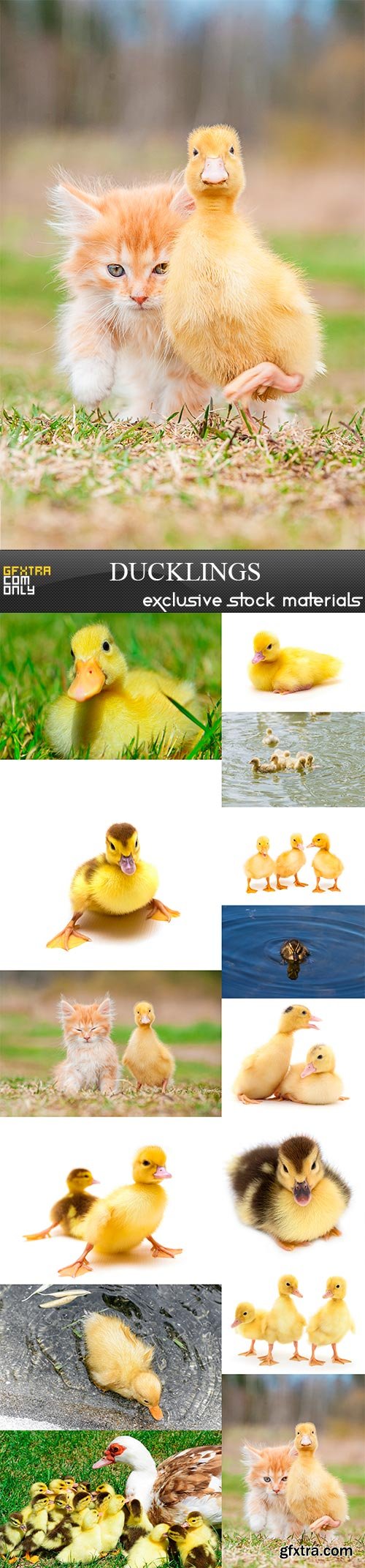 Ducklings, 14 x UHQ JPEG