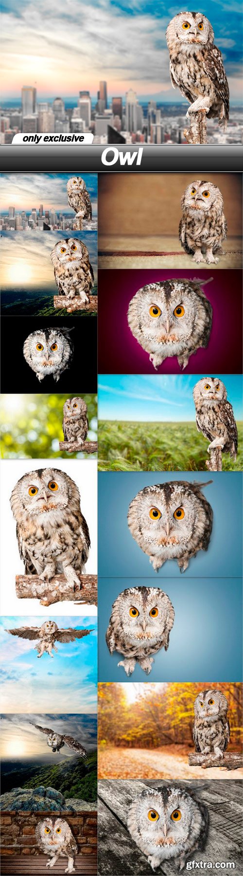 Owl - 15 UHQ JPEG