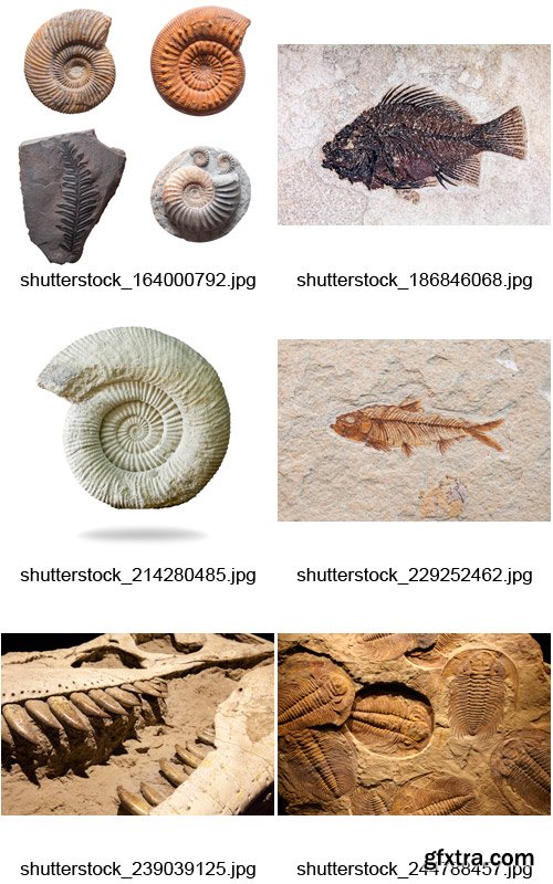 Amazing SS - Fossils, 25xJPGs