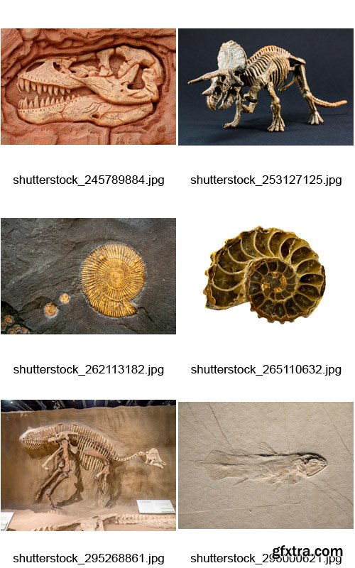 Amazing SS - Fossils, 25xJPGs