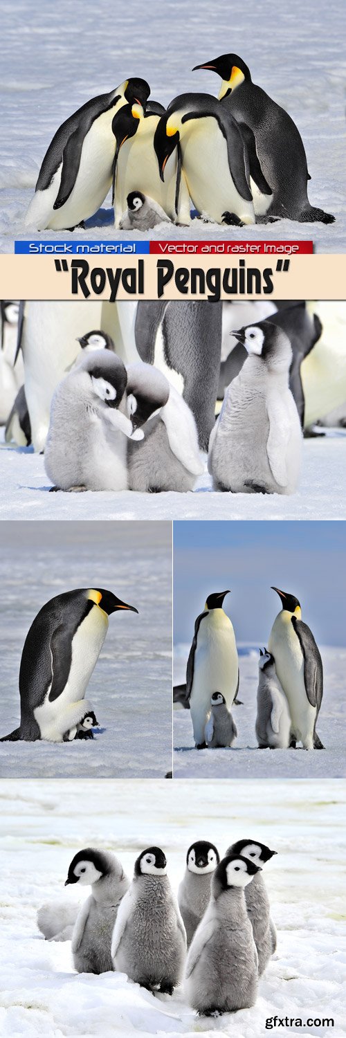 Royal Penguins