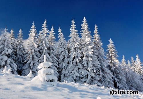 Collection of spruce pine forest in the snow snow winter 25 HQ Jpeg