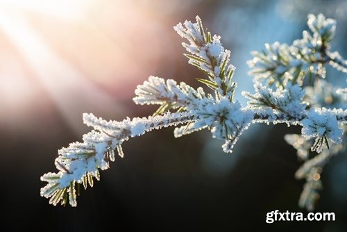 Collection of spruce pine forest in the snow snow winter 25 HQ Jpeg