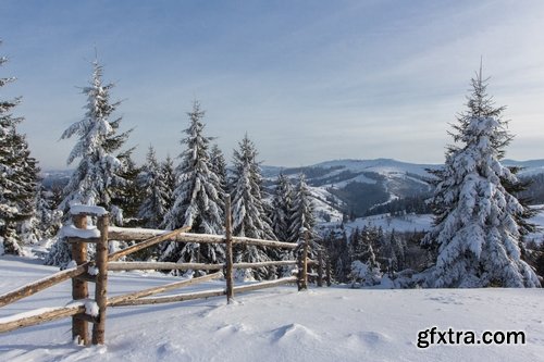 Collection of spruce pine forest in the snow snow winter 25 HQ Jpeg