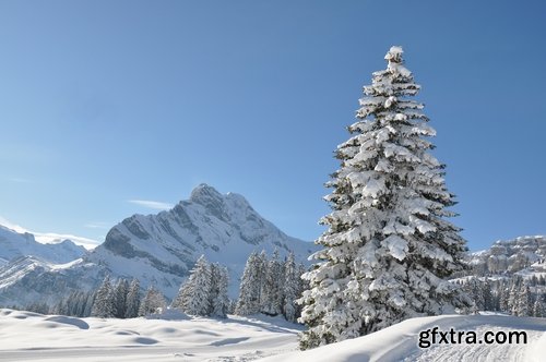 Collection of spruce pine forest in the snow snow winter 25 HQ Jpeg