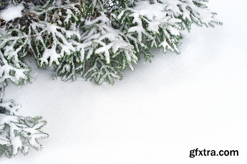 Collection of spruce pine forest in the snow snow winter 25 HQ Jpeg