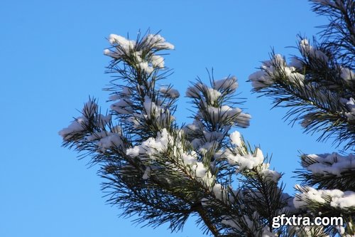 Collection of spruce pine forest in the snow snow winter 25 HQ Jpeg