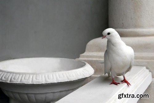 White dove