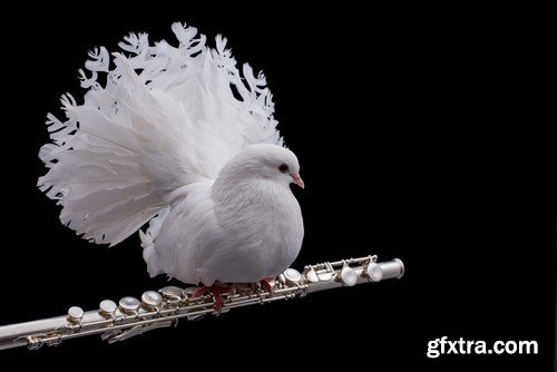 White dove