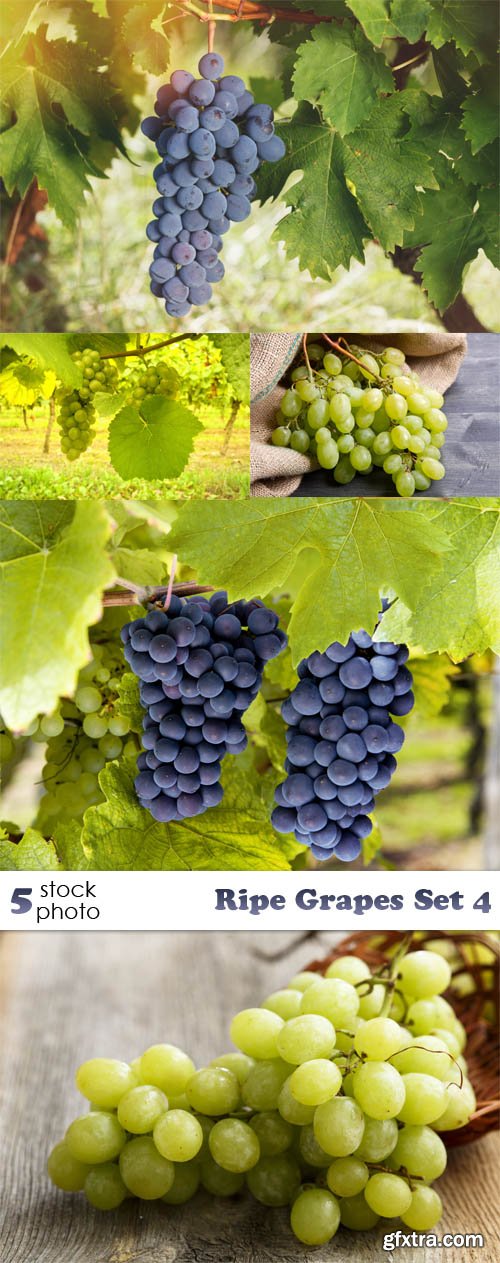 Photos - Ripe Grapes Set 4