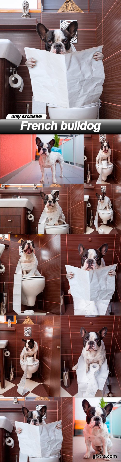 French bulldog - 10 UHQ JPEG