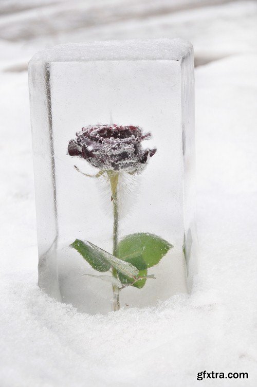 Flower in ice