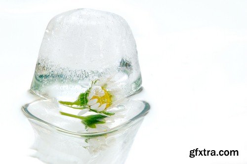 Flower in ice