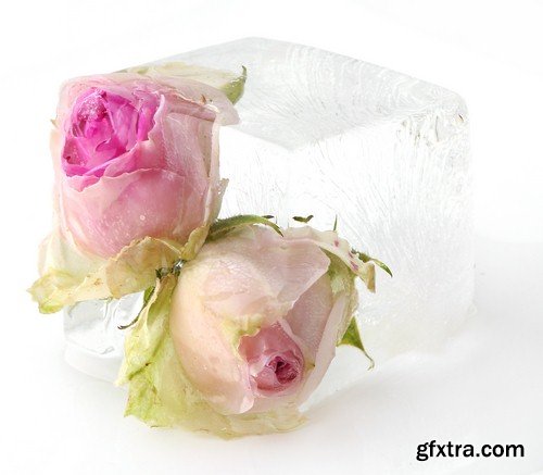 Flower in ice