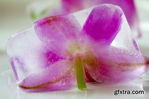 Flower in ice