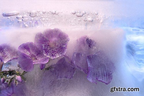 Flower in ice