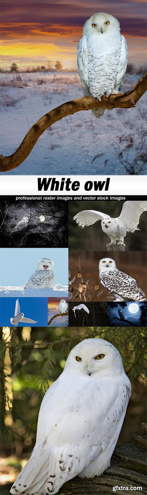 White owl