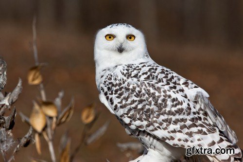 White owl