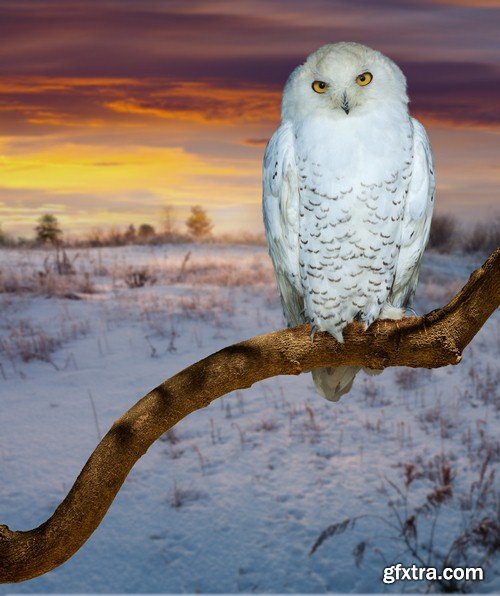 White owl