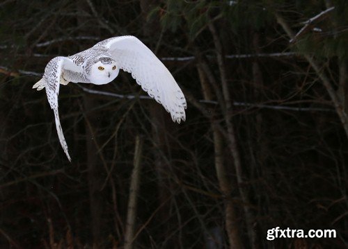 White owl