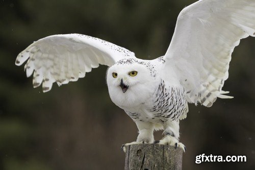 White owl