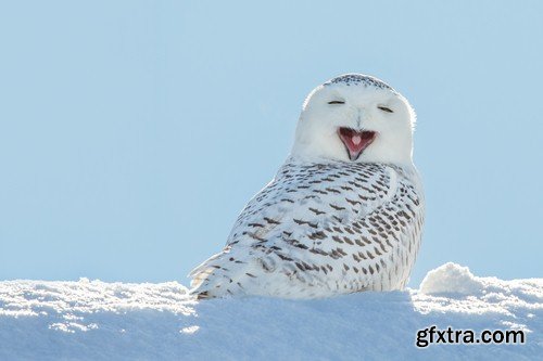 White owl