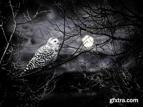 White owl