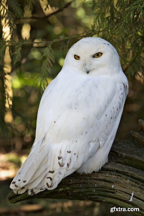 White owl